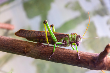 Green giant locust sits on leaves of agricultural plants, crop pest.