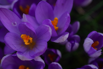 tulpen makro tulipa