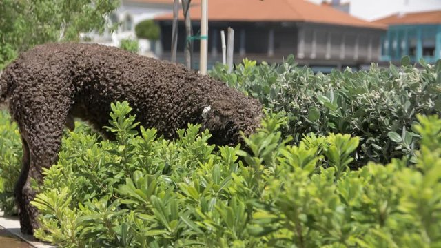 Lagotto romagnolo dog basking in plants, dries