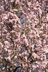 Fototapeta premium primavera