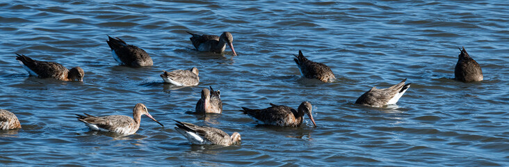 barge a queue noire et autres oiseaux d'eau