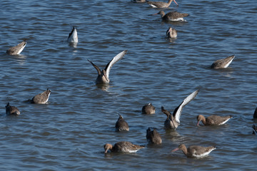 barge a queue noire et autres oiseaux d'eau