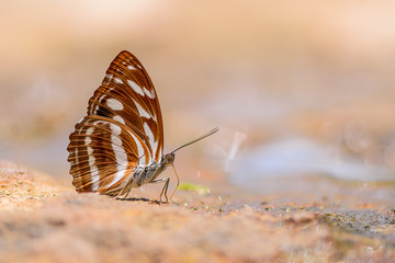 Beautiful Great Siam Sergeant butterfly (Athyma larymna)