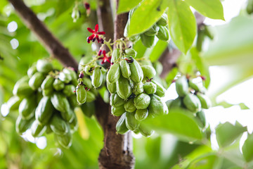 Bilimbi fruit or Averrhoa bilimbi on the tree
