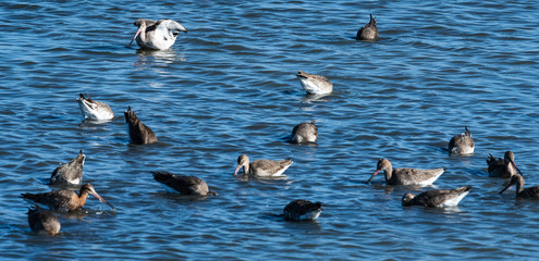 barge a queue noire et autres oiseaux d'eau