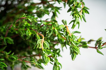 Fresh green thyme branches in old rustic cup. Selective focus. Shallow depth of field.