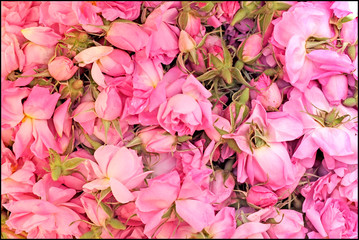 Africa - Morocco - Kelaat 'mgouna  - Rose Valley - Gorge du Dades , famous place for Rose festival
