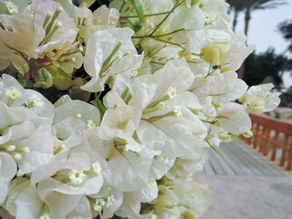 tropical bougainvillea white flowers on a background blue sky