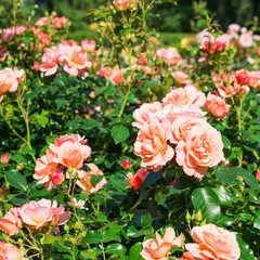 Pink Roses in the garden
