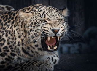 Fototapeta na wymiar Angry Leopard