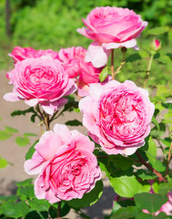 Pink Roses in the garden