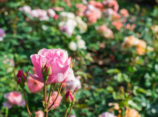 Pink Roses in the garden