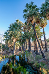 An Oasis featuring a spring with clear blue water surrounded by Washington Palm Trees (Washingtonia filifera) at Warms Springs Natural Area north of Moapa, Nevada.