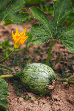 Detail of Zucchini