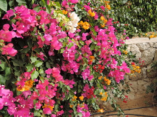 Blooming bougainvillea.Magenta bougainvillea flowers.Bougainvillea flowers as a background.