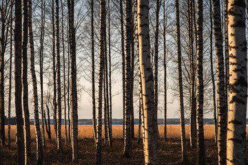 Forest full of tree in the sunset. 