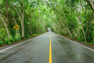 Obraz premium Winding road in the green trees tunnel