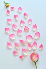 Creative layout made with rose petals . Minimal nature love background. Spring flowers concept.