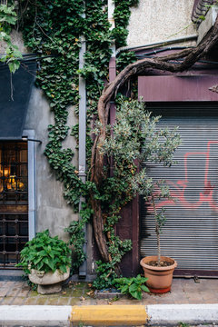 House wall in Istanbul - ivy plant and bush in the pot