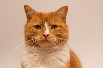 Portrait of a domestic ginger cat