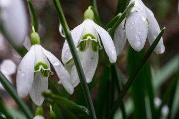 Scheeglöchen makro Galanthus nivalis