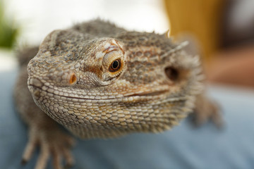 Young woman with bearded lizard at home, closeup. Exotic pet