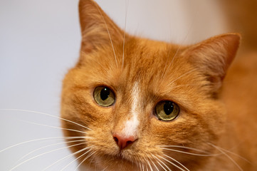 Portrait of a domestic ginger cat