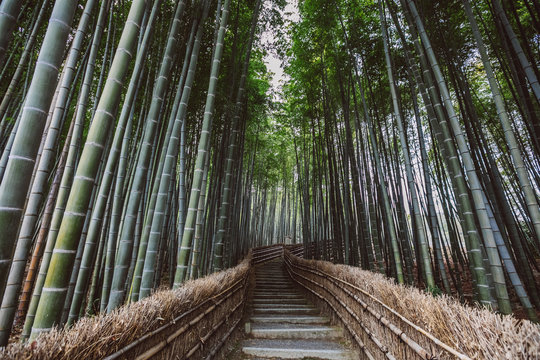 path through a bamboo forest