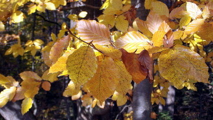 Beautiful nature in autumn