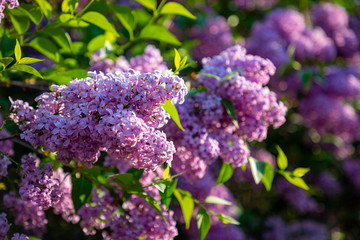 Fototapeta premium Beautiful Syringa vulgaris or lilac blossom in spring time in Prague