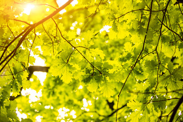 Beautiful green leaves and bright sun, nature background