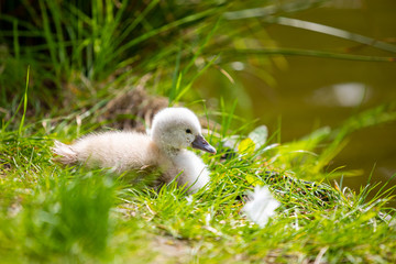 Beautiful little white swan chicks near water in Prague park