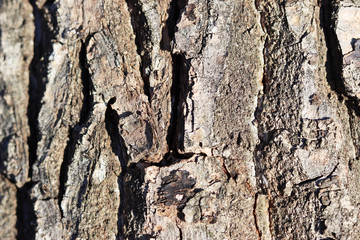 the structure of tree bark close up for background