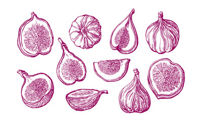 Fig vector set. Natural sweet fruit illustration