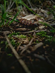 Insect