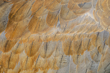 Macro photograph of the feathers of a Sandhill crane