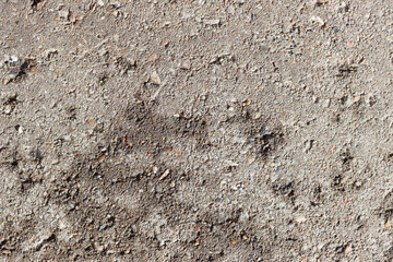 dirty grey concrete material with small stones for the background