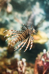 Beautiful sea fish swimming in the sea 