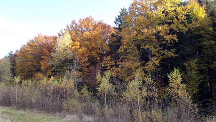 Fototapeta premium Beautiful nature in autumn