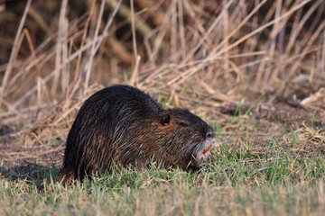 Coypu (Myocastor coypus) in natural environment, Danube wetland, Slovakia, Europe