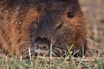 Coypu (Myocastor coypus) in natural environment, Danube wetland, Slovakia, Europe