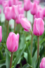 beautiful pink tulips in the flowerbed 