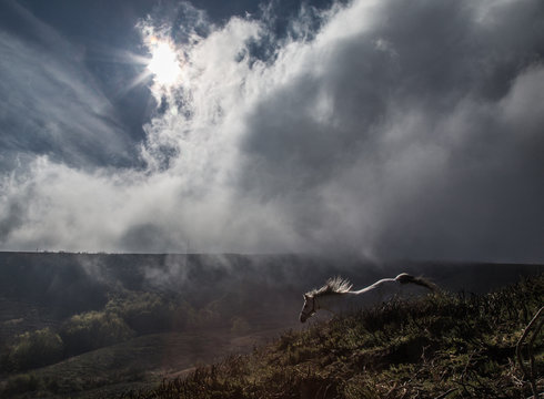Galloping unicorn in a cloud