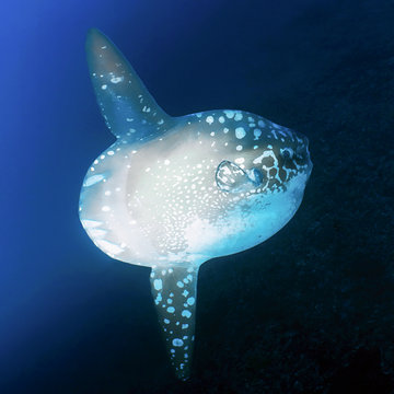 Mola Mola