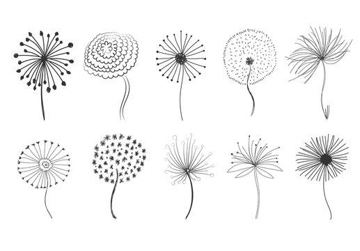 Doodle fluffy dandelions. 