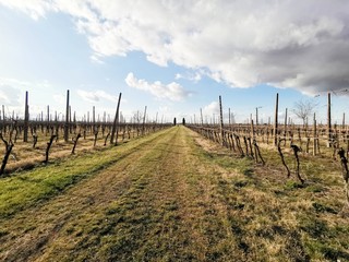Obraz premium Spring vineyard leaves