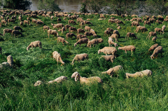 Several Sheep In A Field - Italy