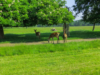 Grazing deer herds eat grass on the field.