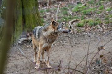 Wolf (Canis lupus) in captive breeding, Austria, Europe