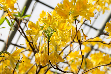 Rhododendron luteum grows in the arboretum